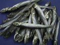����ᤤ�路 (100g) ��¤��Ǥ�� �ٻ�ǵ̣����