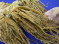 �����­�Ǵ��� (250g) ��¤��Ǥ�� �ٻ�ǵ̣����
